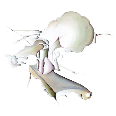 Relevés anatomiques, vectorisés et sur calque par Nicolas Terrasson